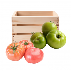 DEGUSTACION DE TOMATES
