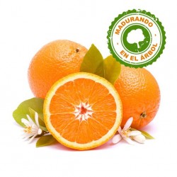 Naranjas Premium 12 Kilos