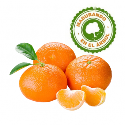 Mandarinas Premium 12 Kilos