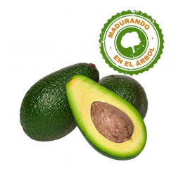 Aguacate Hass Little Sunshine
